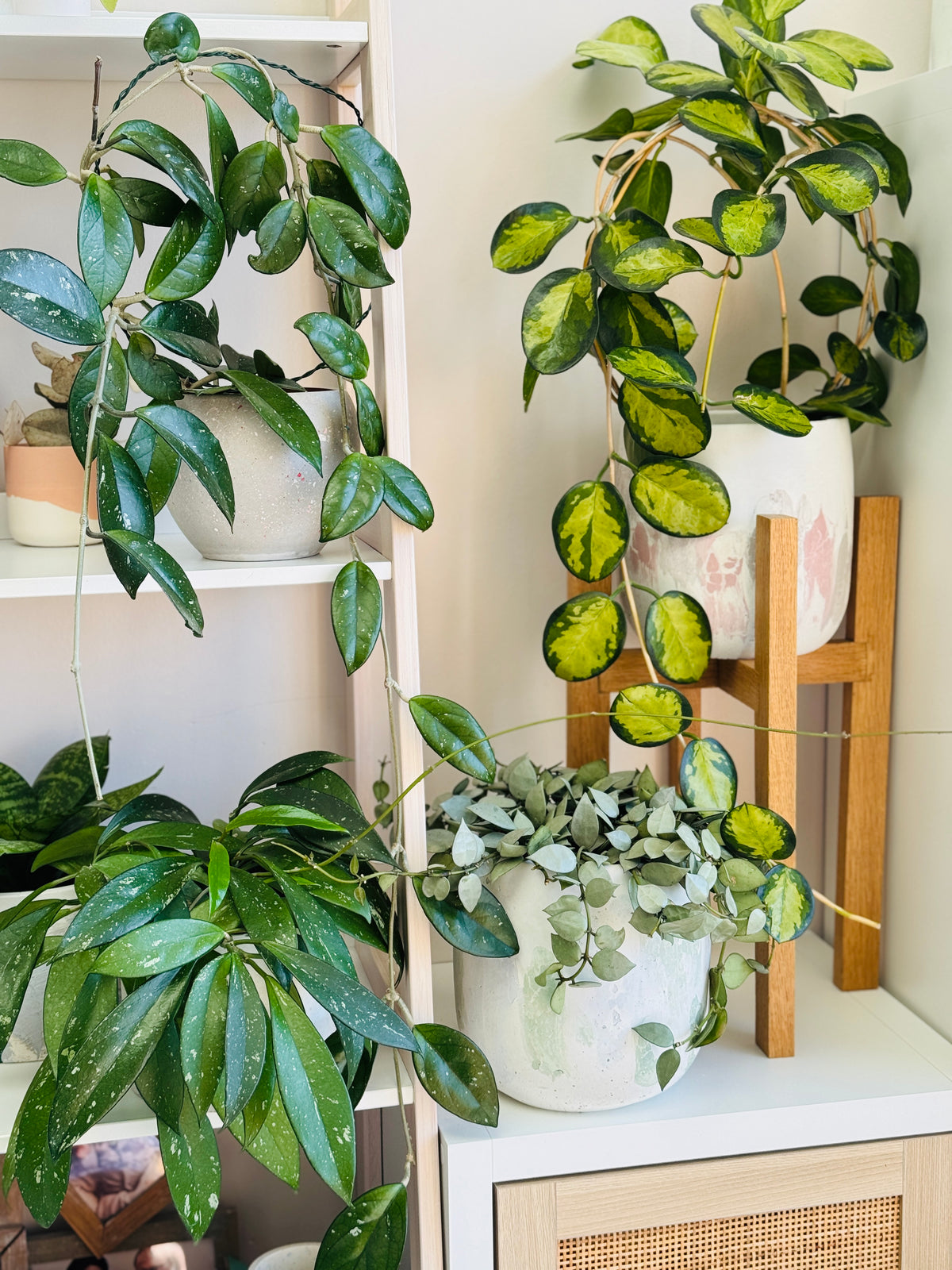 Plantes d'intérieur