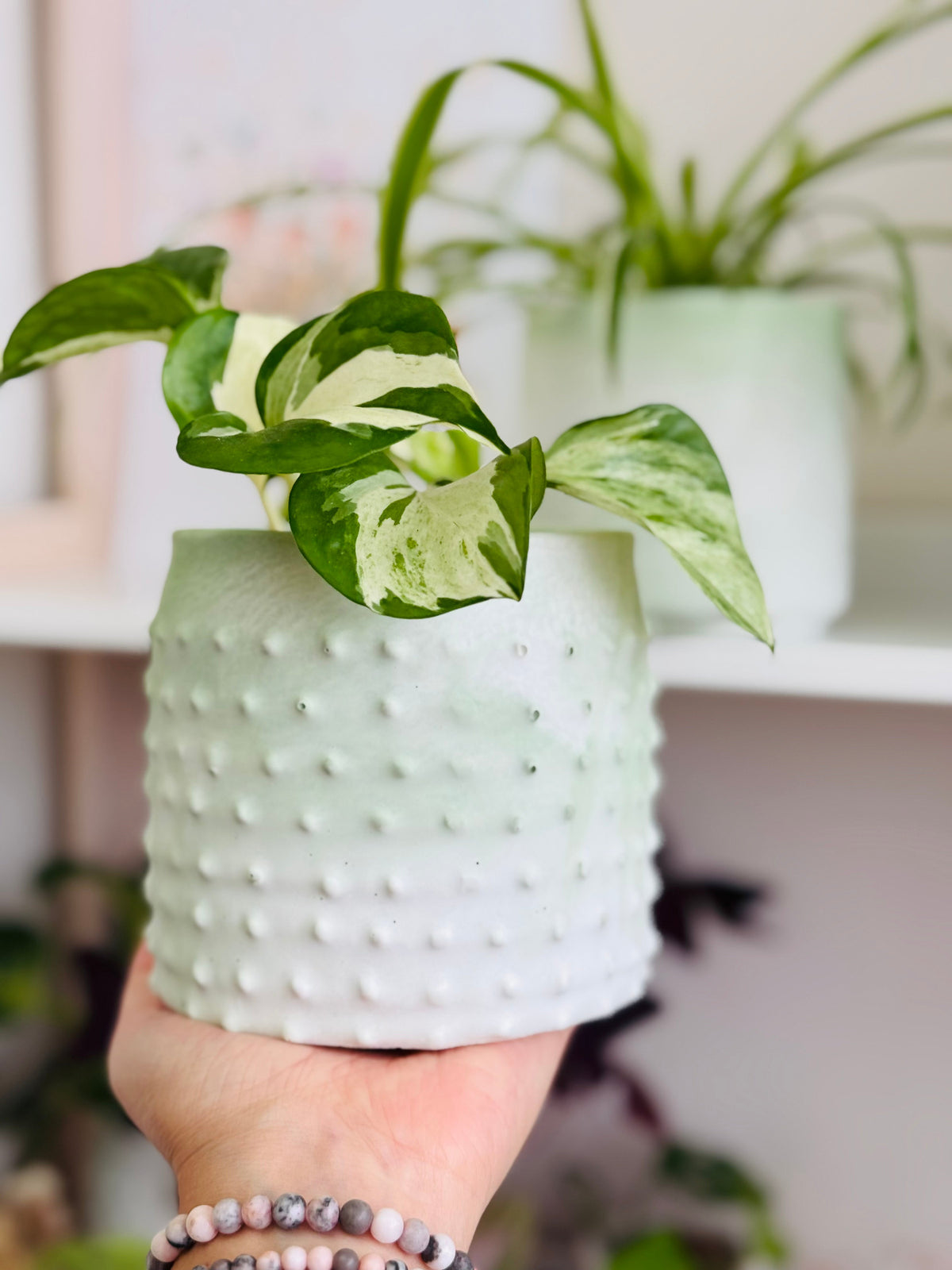 Cache pot vert menthe clair relief en picot avec un pothos manjula, tenu dans la main