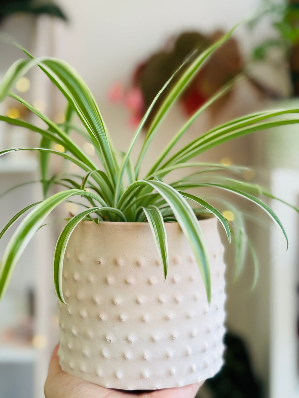 Cache-pot en béton beige clair design picot avec une plante chlorophytum 