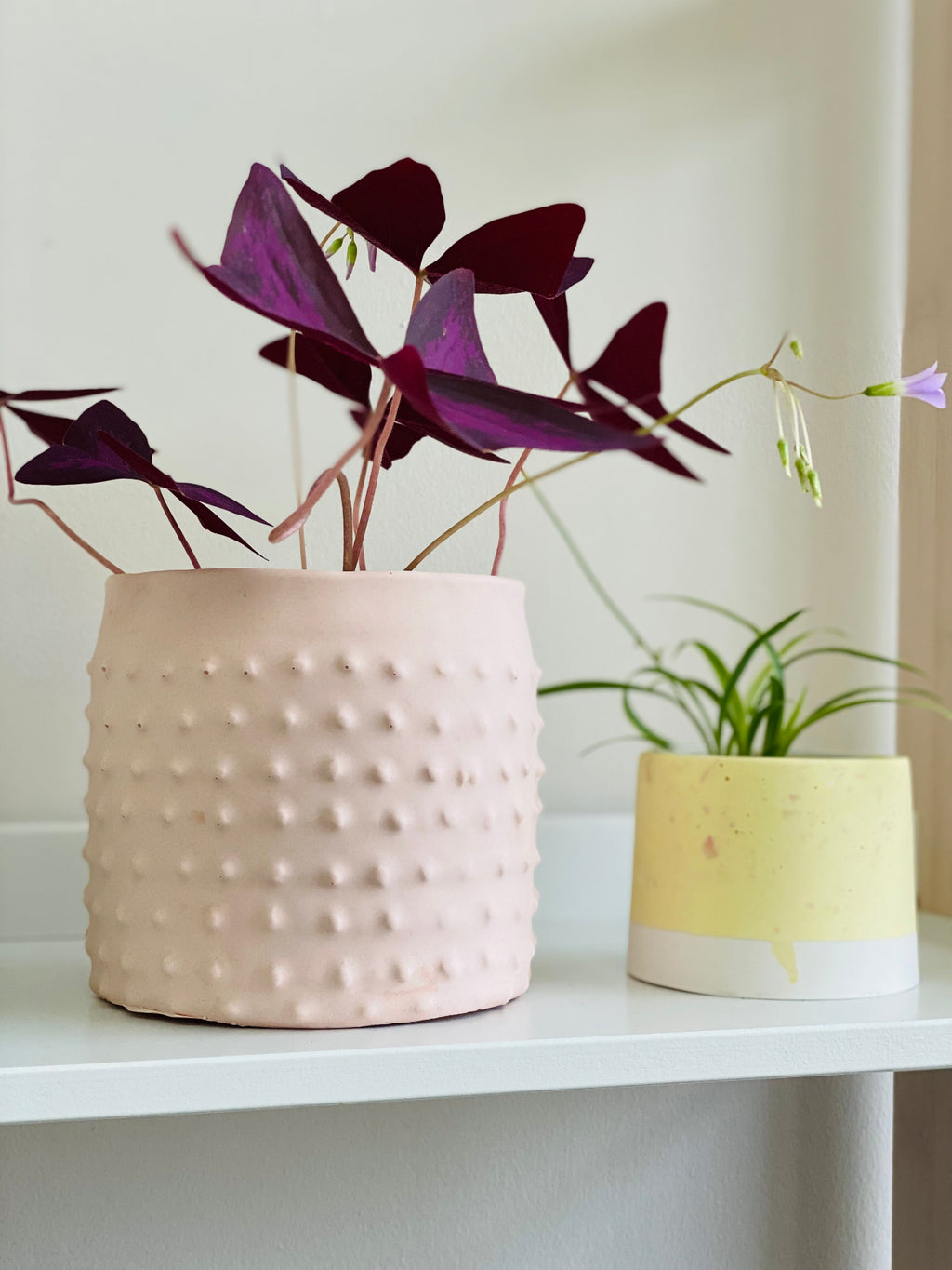 Cache-pot en béton beige design à picots avec une Oxalis triangularis, accompagné d’un petit pot jaune.