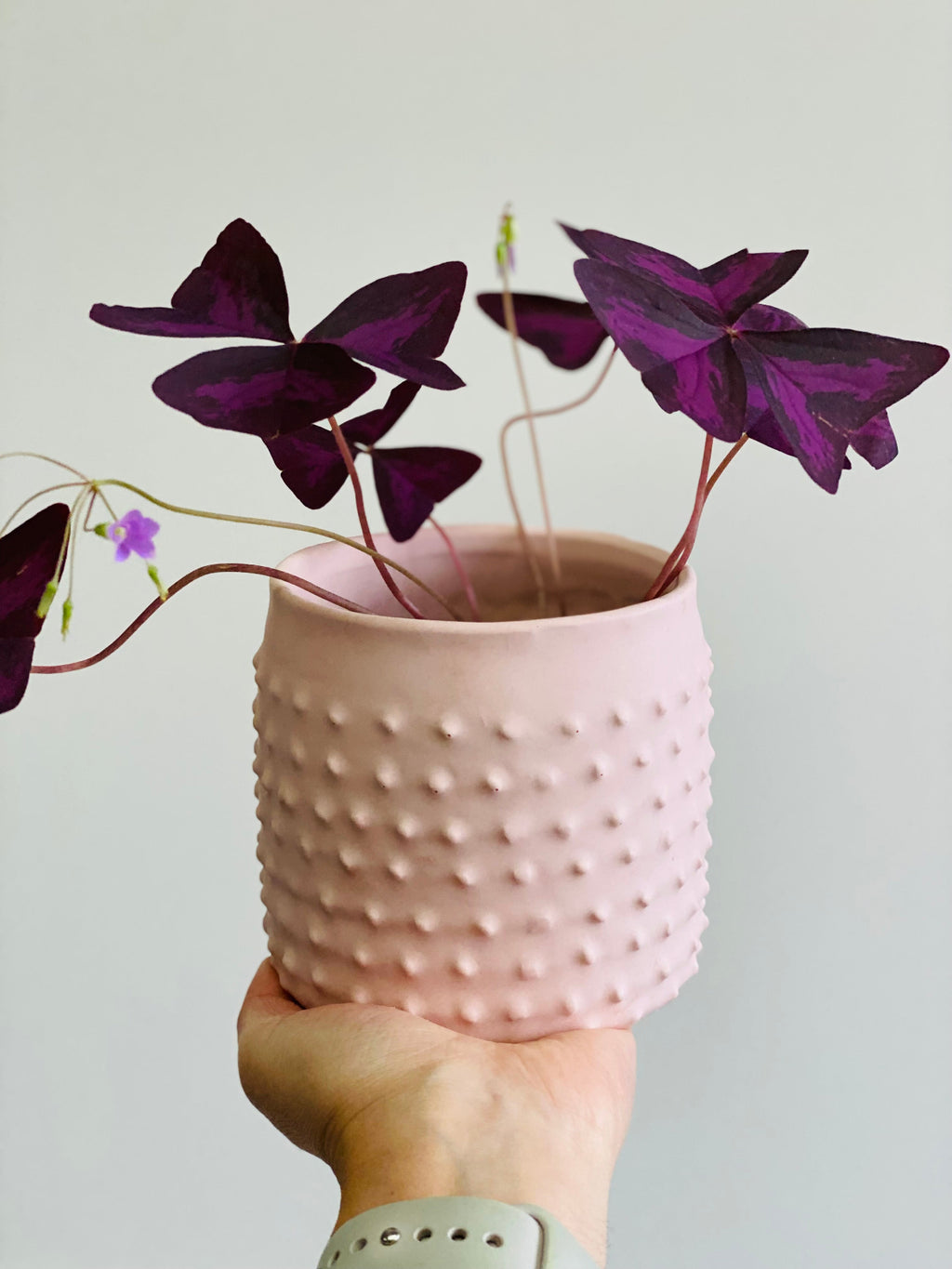 Cache-pot en béton beige design à picots avec une Oxalis triangularis, tenu dans la main