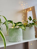 Des cache pots  vert menthe clair avec des pothos manjula 