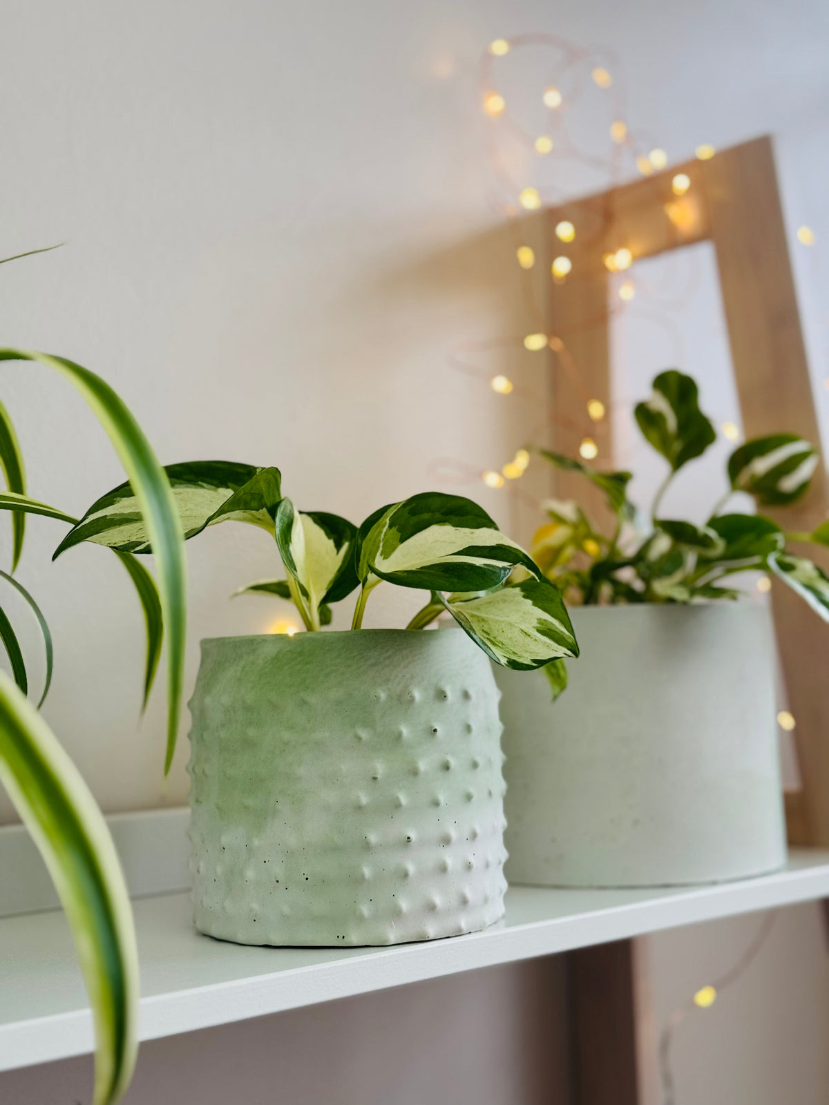 Des cache pots  vert menthe clair avec des pothos manjula 