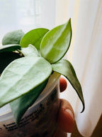 Feuille de hoya eskimo de près 