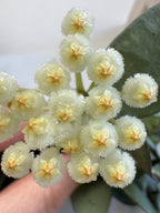 Fleur de porcelaine hoya krohniana silver eskimo 