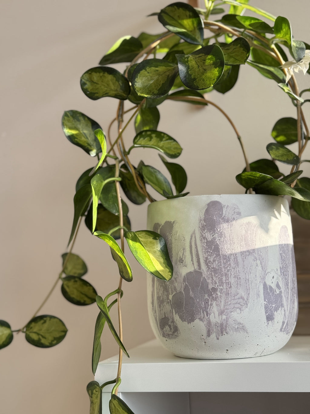 Un grand pot jardinière en béton avec motif craquelé mauve lilas sur blanc contenant un joli hoya australis lisa.