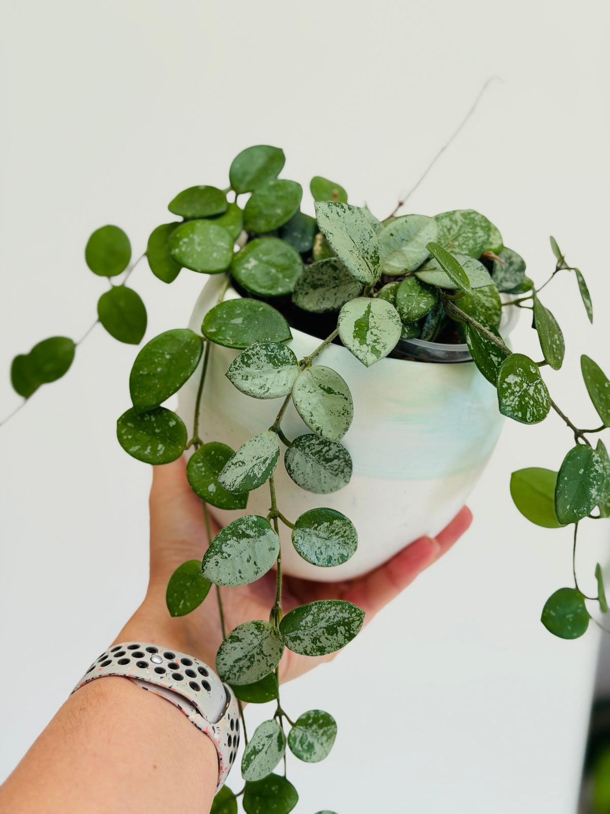 Grande plante de hoya mathilde splash 
