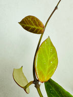 Gros plan sur les feuilles d’un Hoya Sunrise avec un sunstress bien développé
