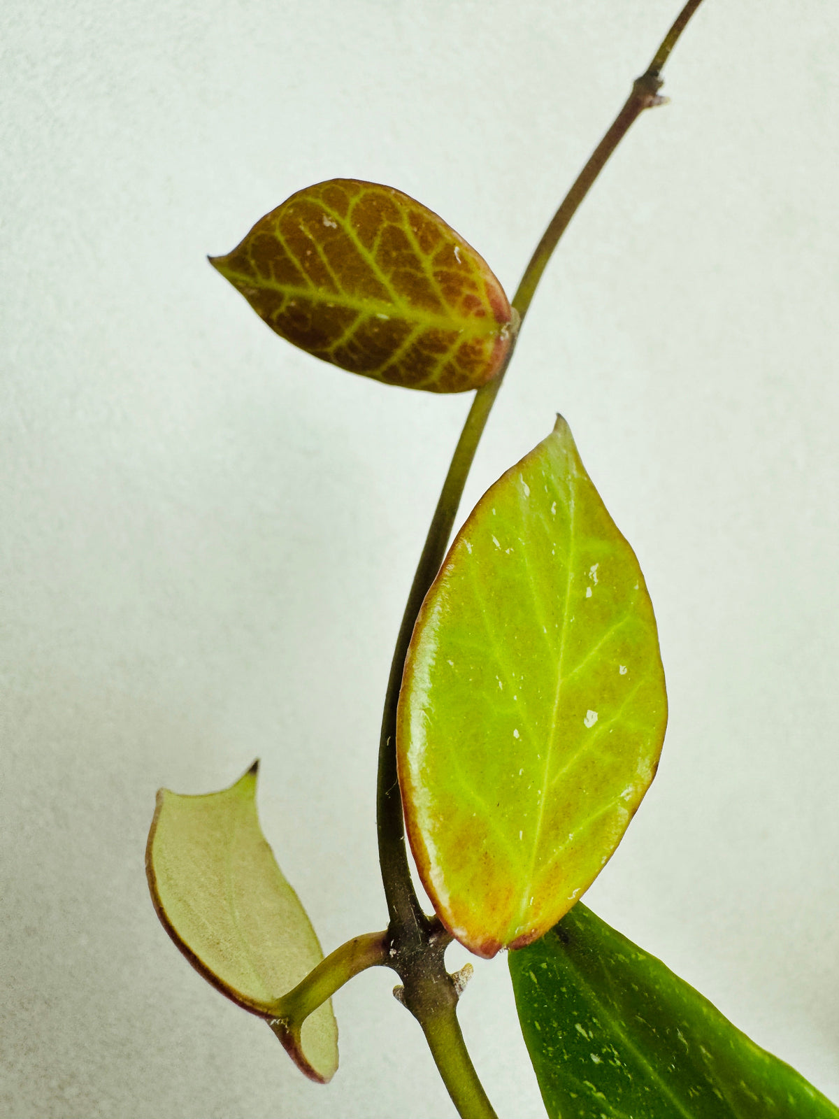 Gros plan sur les feuilles d’un Hoya Sunrise avec un sunstress bien développé
