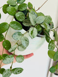 Plante d'intérieur Hoya Mathilde Splash présenté dans son cache pot 