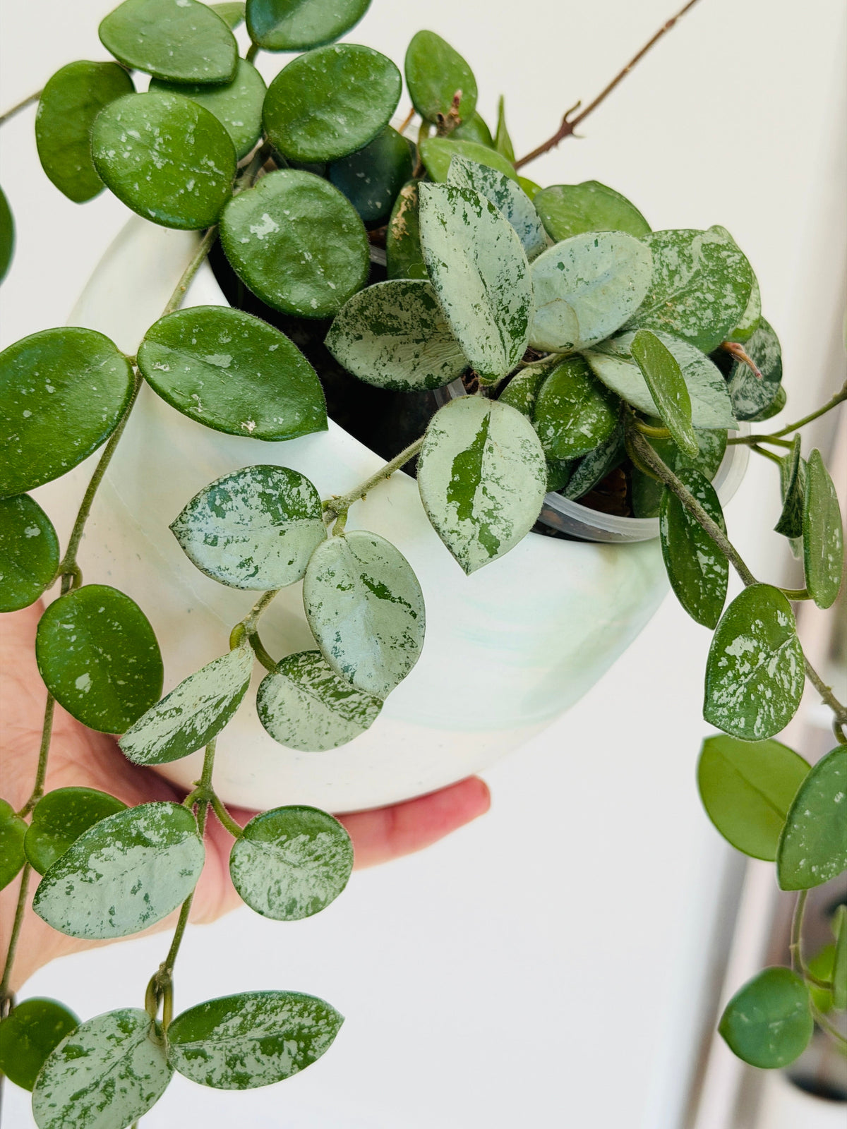 Plante d'intérieur Hoya Mathilde Splash présenté dans son cache pot 