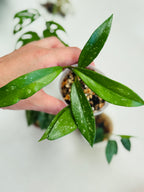 Hoya Pubicalyx dans petit pot 