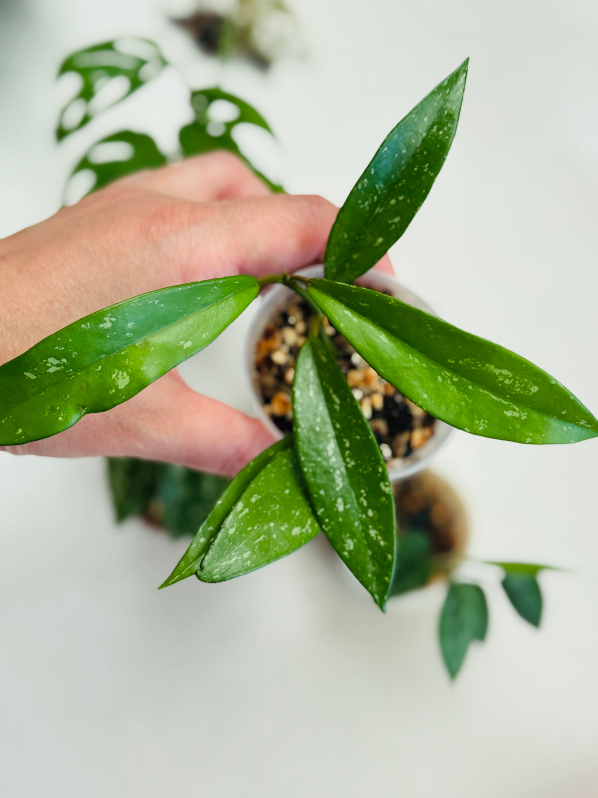 Hoya Pubicalyx dans petit pot 