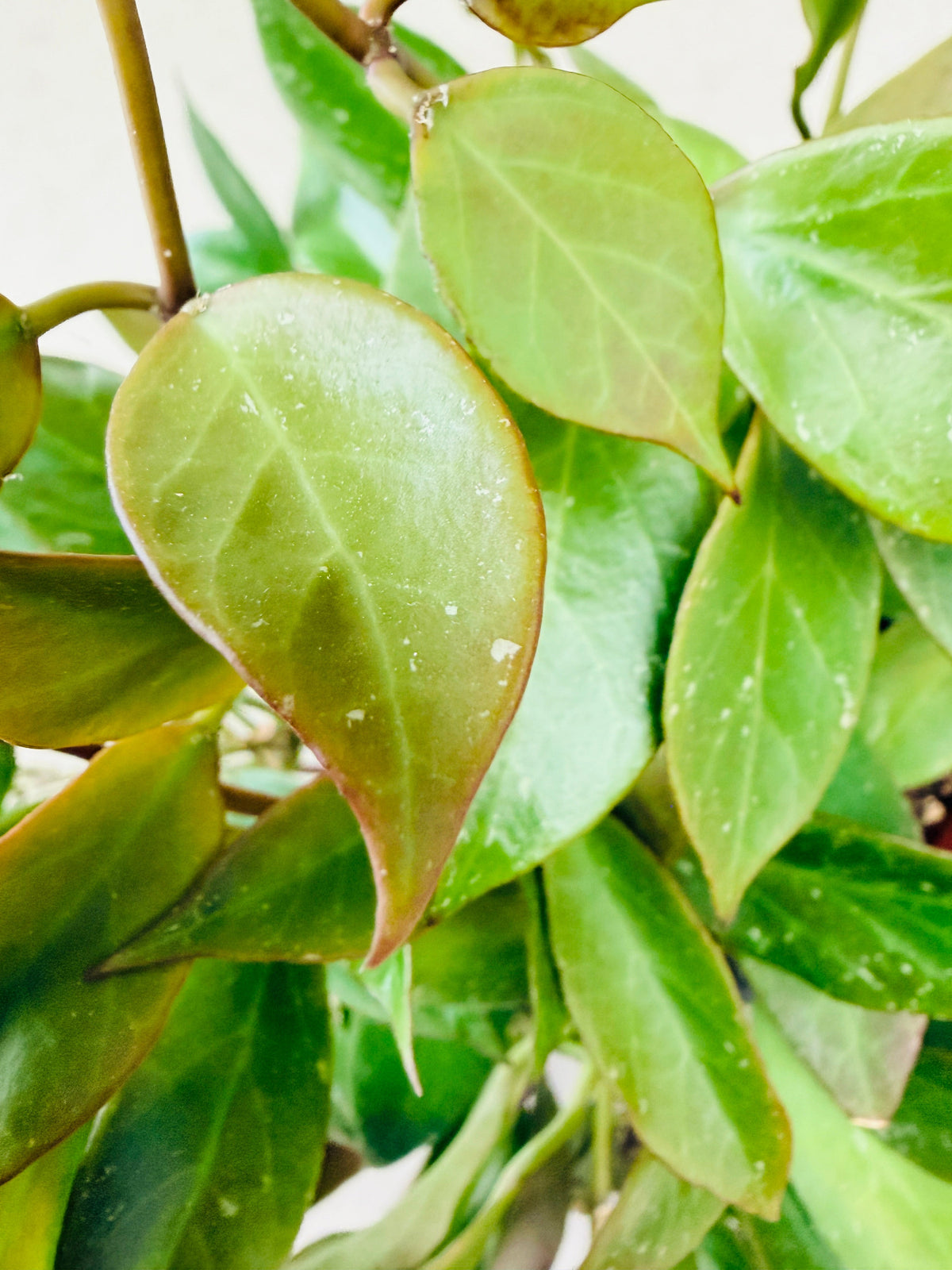 Gros plan sur un Hoya Sunrise aux longues feuilles pointues, dont certaines prennent des teintes cuivrées grâce au sunstress
