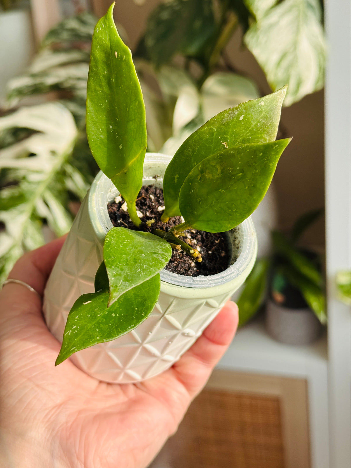 Hoya Sunrise aux longues feuilles pointues dans un mini-pot
