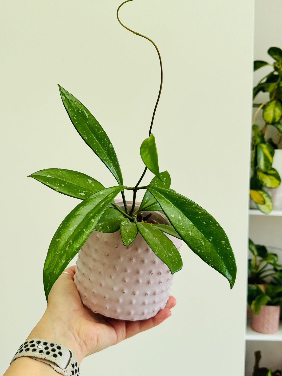 Hoya pubicalyx aux longues feuilles pointues, avec un runner, dans son cache-pot rose à picots, tenu dans une main