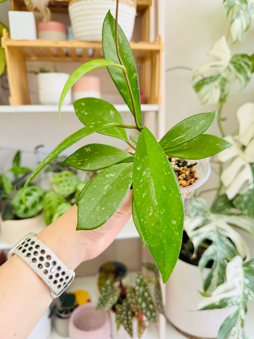 Hoya pubicalyx en gros plan parmi d’autres plantes d’intérieur