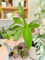 Hoya pubicalyx en gros plan parmi d’autres plantes d’intérieur