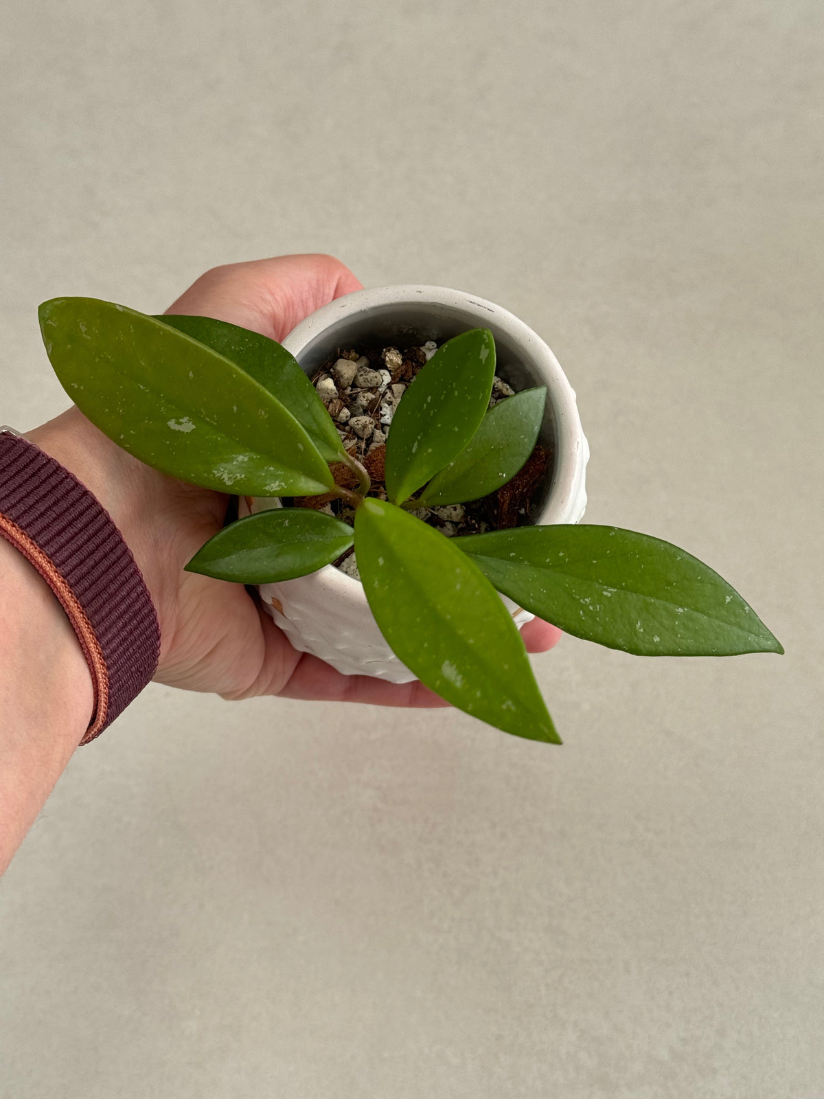 Mini plante de hoya pubicalyx 