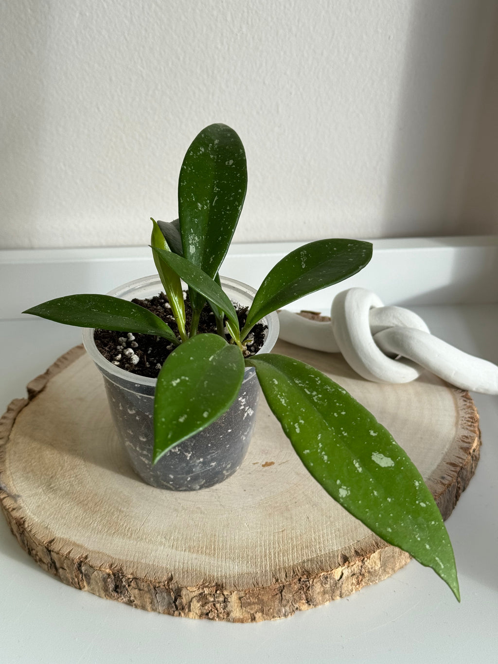 Petite plante de Hoya pubicalyx posée sur une tranche de bois