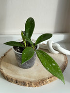 Petite plante de Hoya pubicalyx posée sur une tranche de bois