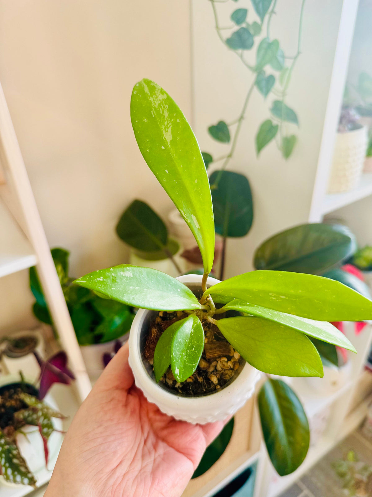 Petite plante de hoya pubicalyx 