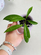 Petite plante de hoya pubicalyx avec des longues feuilles pointues 
