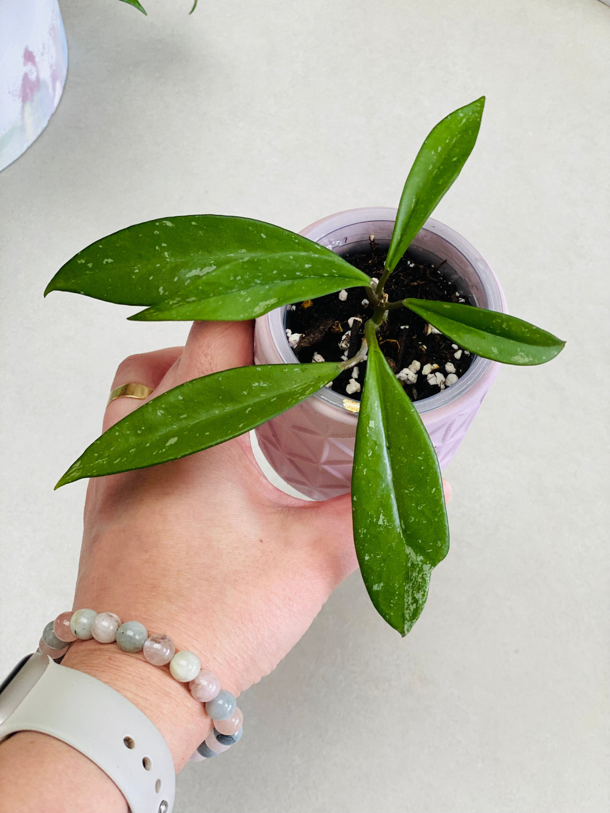 Petite plante de hoya pubicalyx avec des longues feuilles pointues 