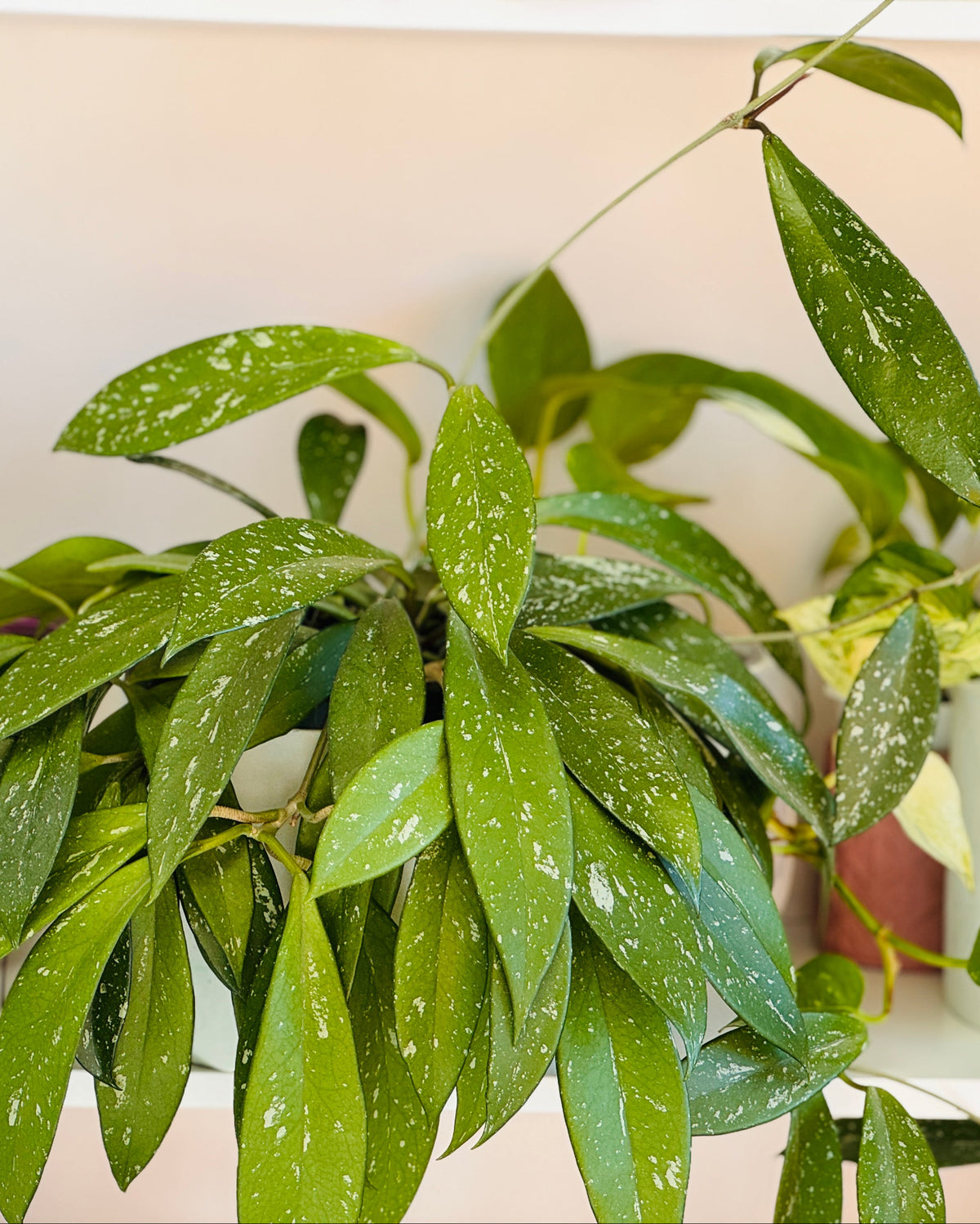 Plante hoya pubicalyx avec des longues feuilles tachetés 