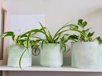 Trois cache-pots design en béton vert menthe, de formes différentes, avec des plantes d’intérieur, disposés sur une étagère.
