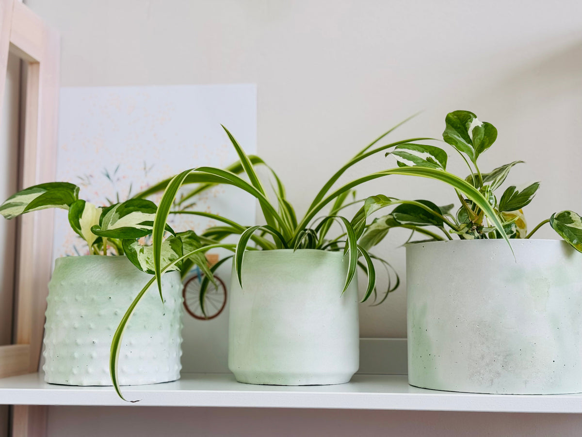 Trois cache-pots design en béton vert menthe, de formes différentes, avec des plantes d’intérieur, disposés sur une étagère.
