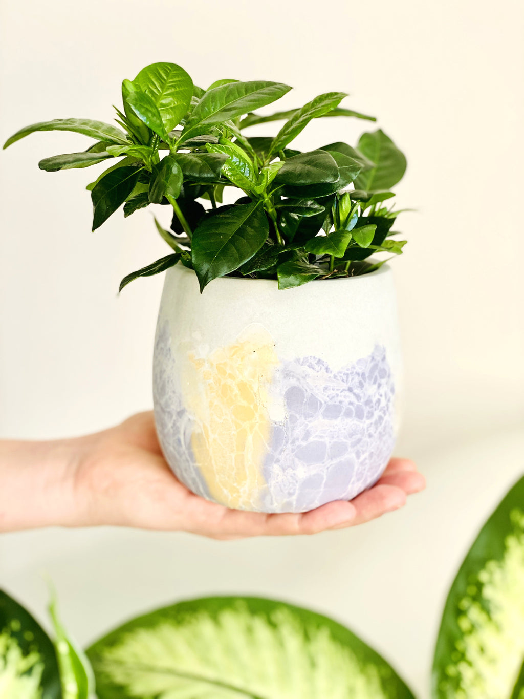 Cache-pot en béton craquelé Jaune Lilas avec plante d’intérieur