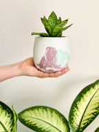 Cache-pot en béton craquelé Vert Magenta avec plante d’intérieur

