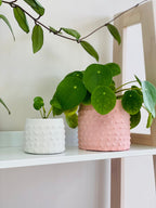 Deux cache-pots en béton à picots, un petit blanc et un grand rose, les deux avec des pileas dedans.