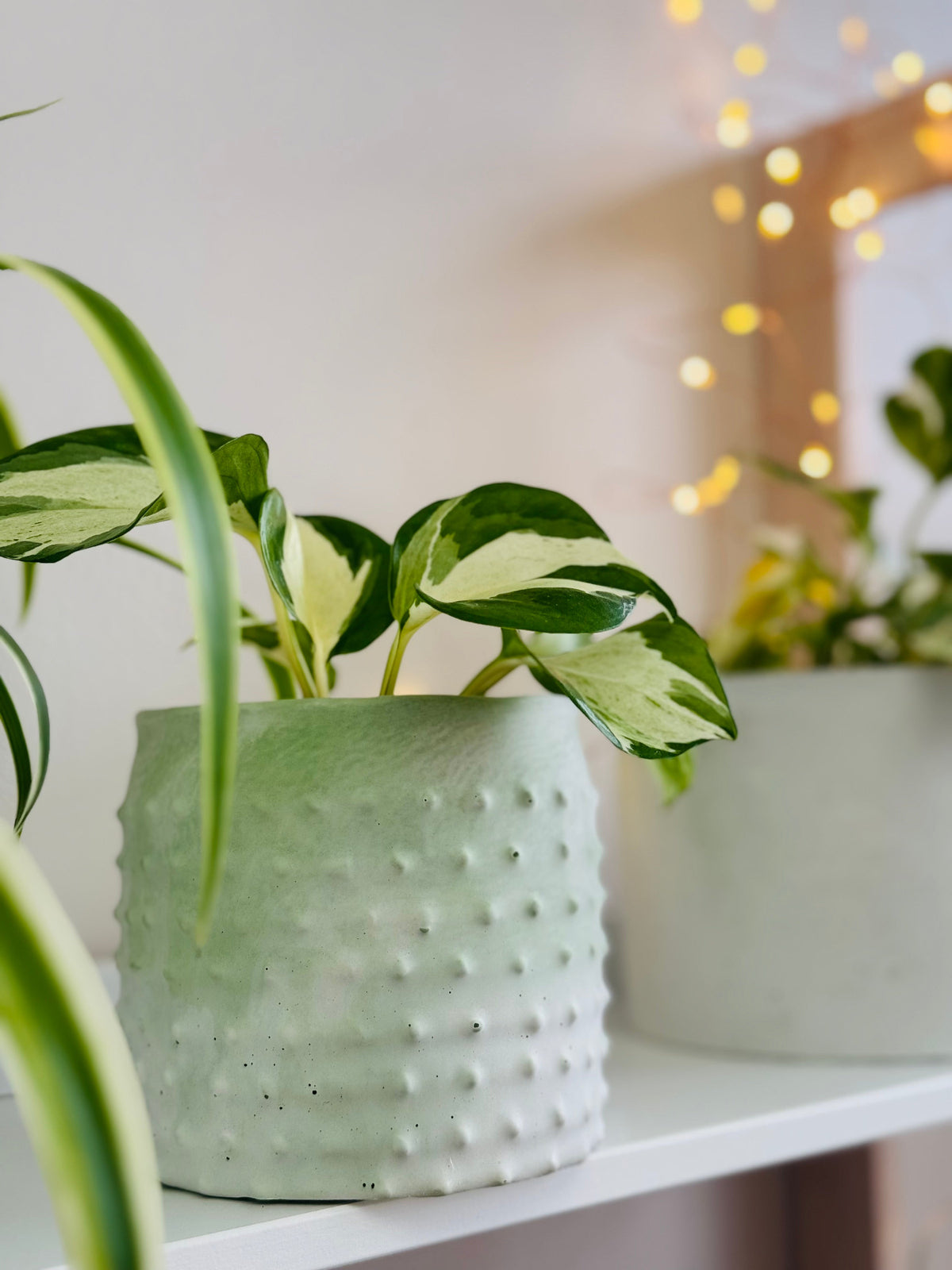 Deux cache pots vert menthe clair avec des pothos manjula 