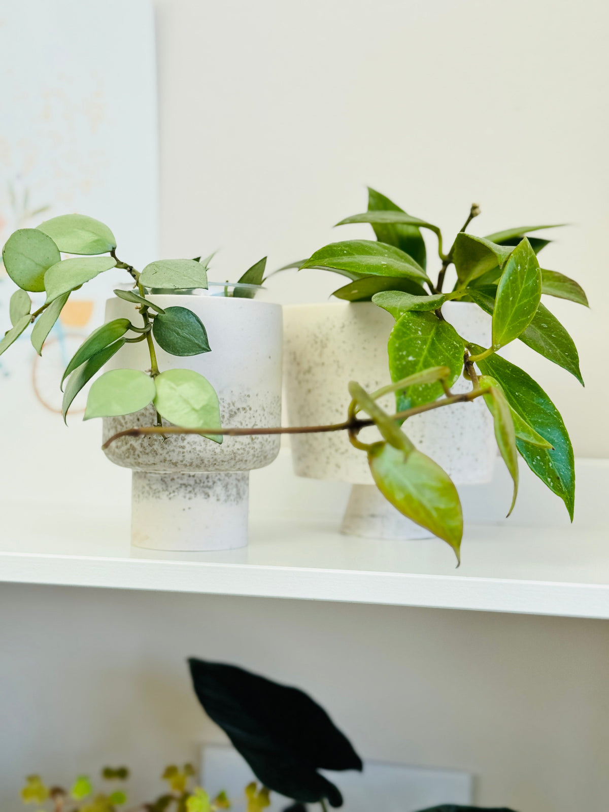 deux hoyas eskimo et sunrise dans des mini pot 
