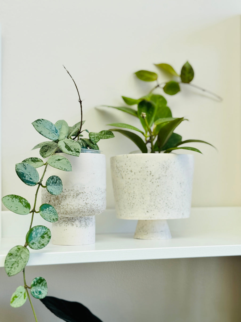 deux plante de hoya mathilde et sunrise dans leur pots en jesmonite 