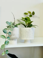 deux plante de hoya mathilde et sunrise dans leur pots en jesmonite 