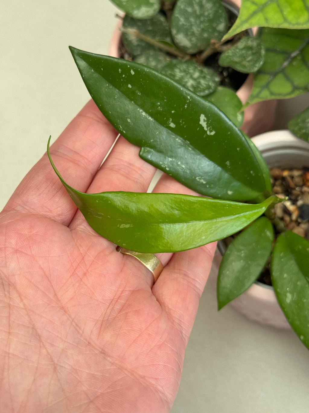 Gros plan sur les feuilles d’un Hoya pubicalyx, dont une jeune feuille, tenu dans une main