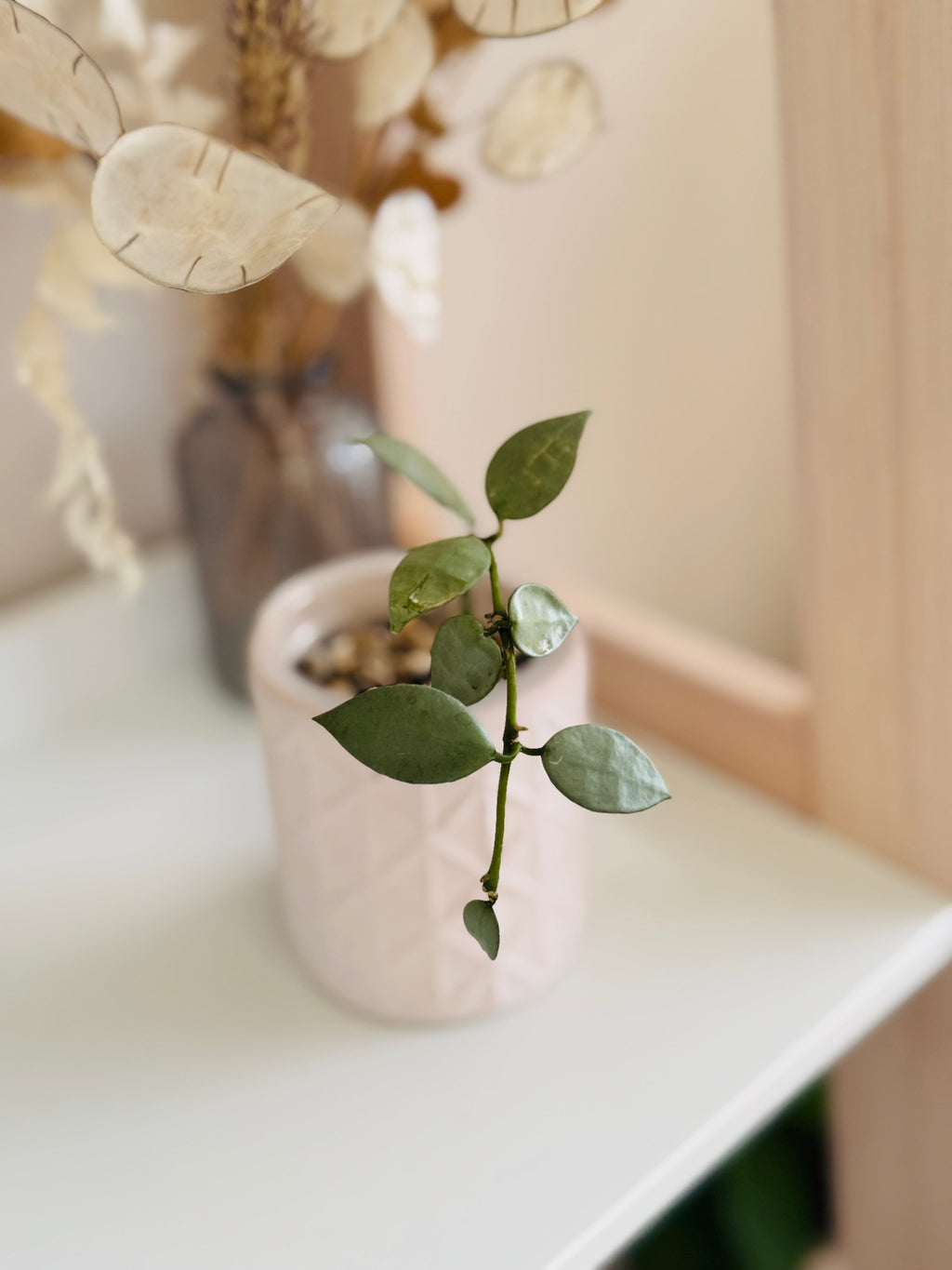 fleur de cire hoya eskimo dans un petit pot 