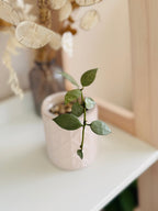 fleur de cire hoya eskimo dans un petit pot 
