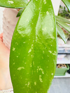 gros plan sur la feuille de hoya pubicalyx 