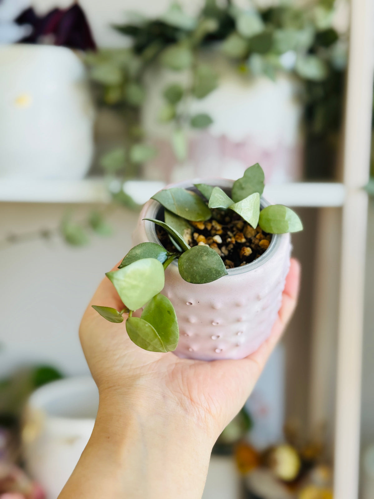 hoya eskimo silver dans mini pot rose 
