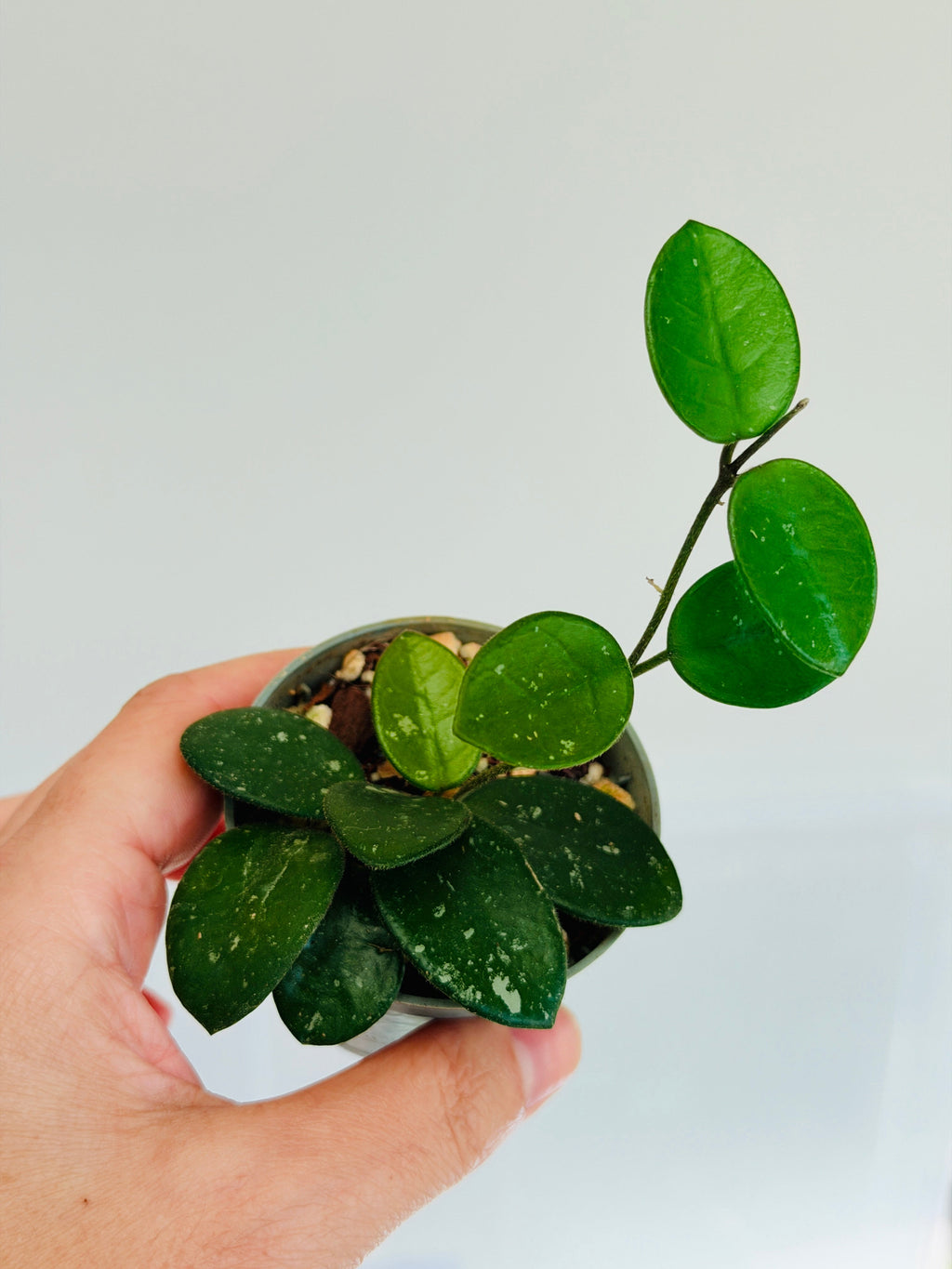 hoya mathilde dans mini pot 