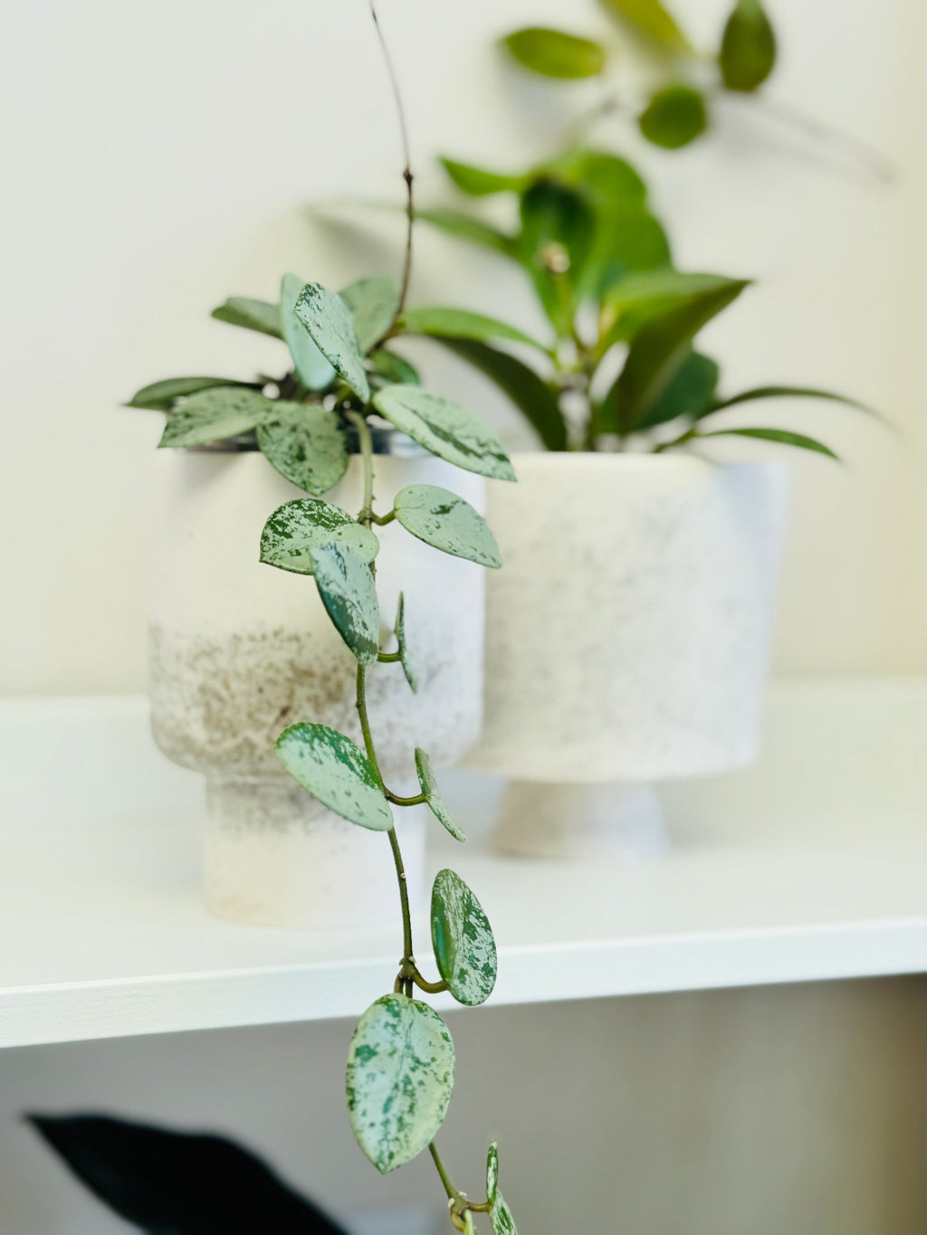 petite plante d'intérieur Hoya Mathilde Splash dans un pot jesmonite