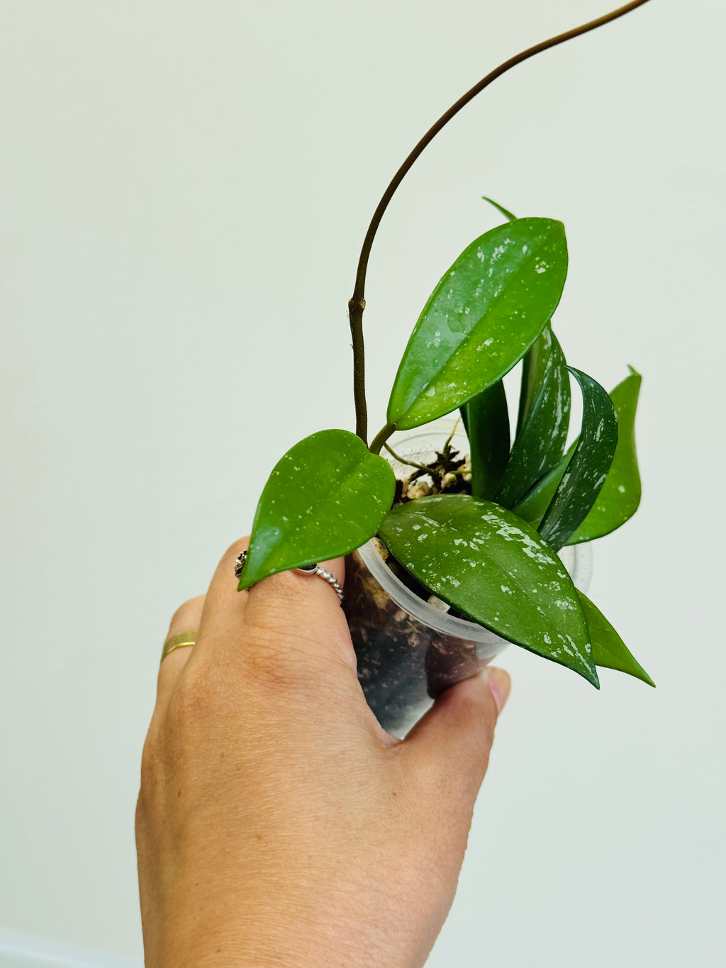 Jeune Hoya pubicalyx aux longues feuilles et avec un runner, tenu dans une main