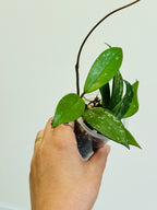Jeune Hoya pubicalyx aux longues feuilles et avec un runner, tenu dans une main