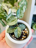 petite plante d'intérieur Hoya Mathilde Splash dans son pot 