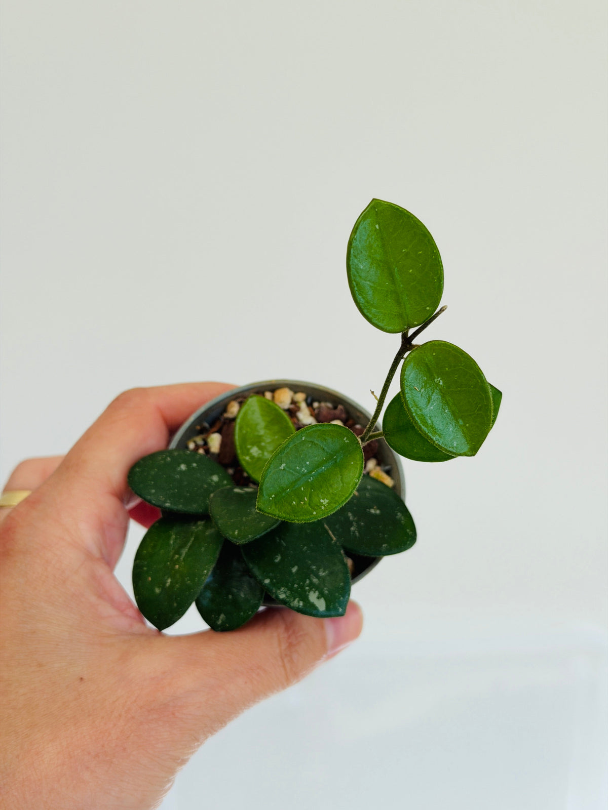 petite plante d'intérieur Hoya Mathilde Splash 