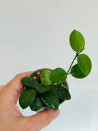 petite plante d'intérieur Hoya Mathilde Splash 